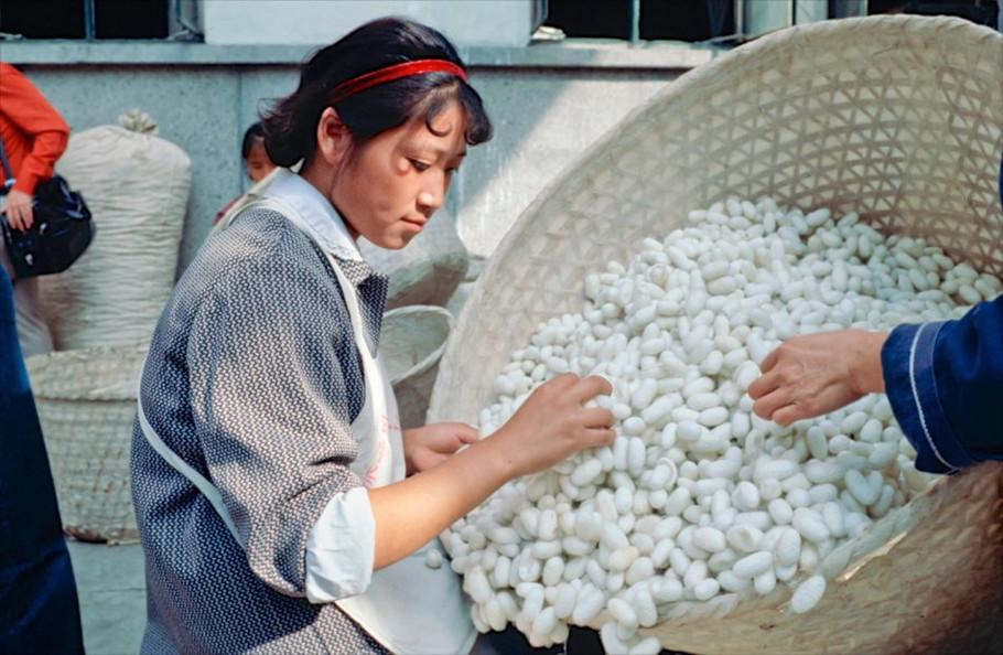 1980 年代桑农分拣蚕茧
